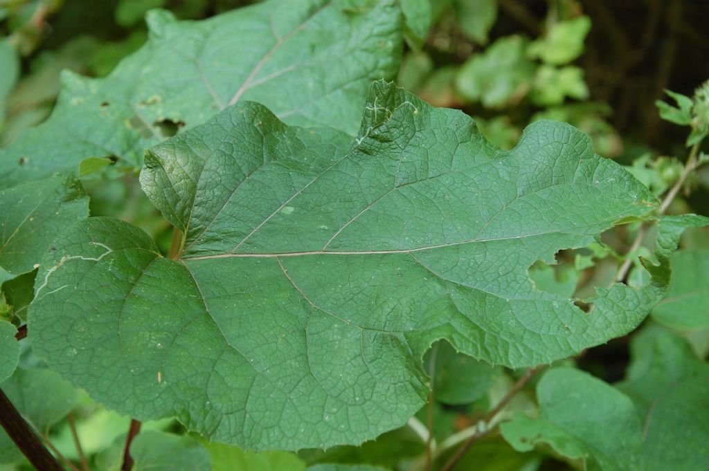 Arctium minus / Bardana minore